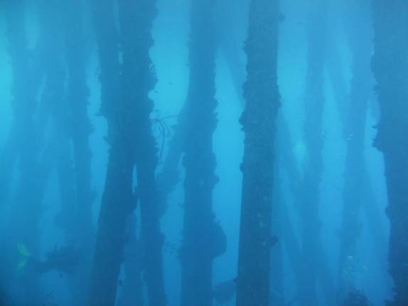 Os pilares submersos  parecem troncos de uma floresta em South Pier, no sul de Bonaire